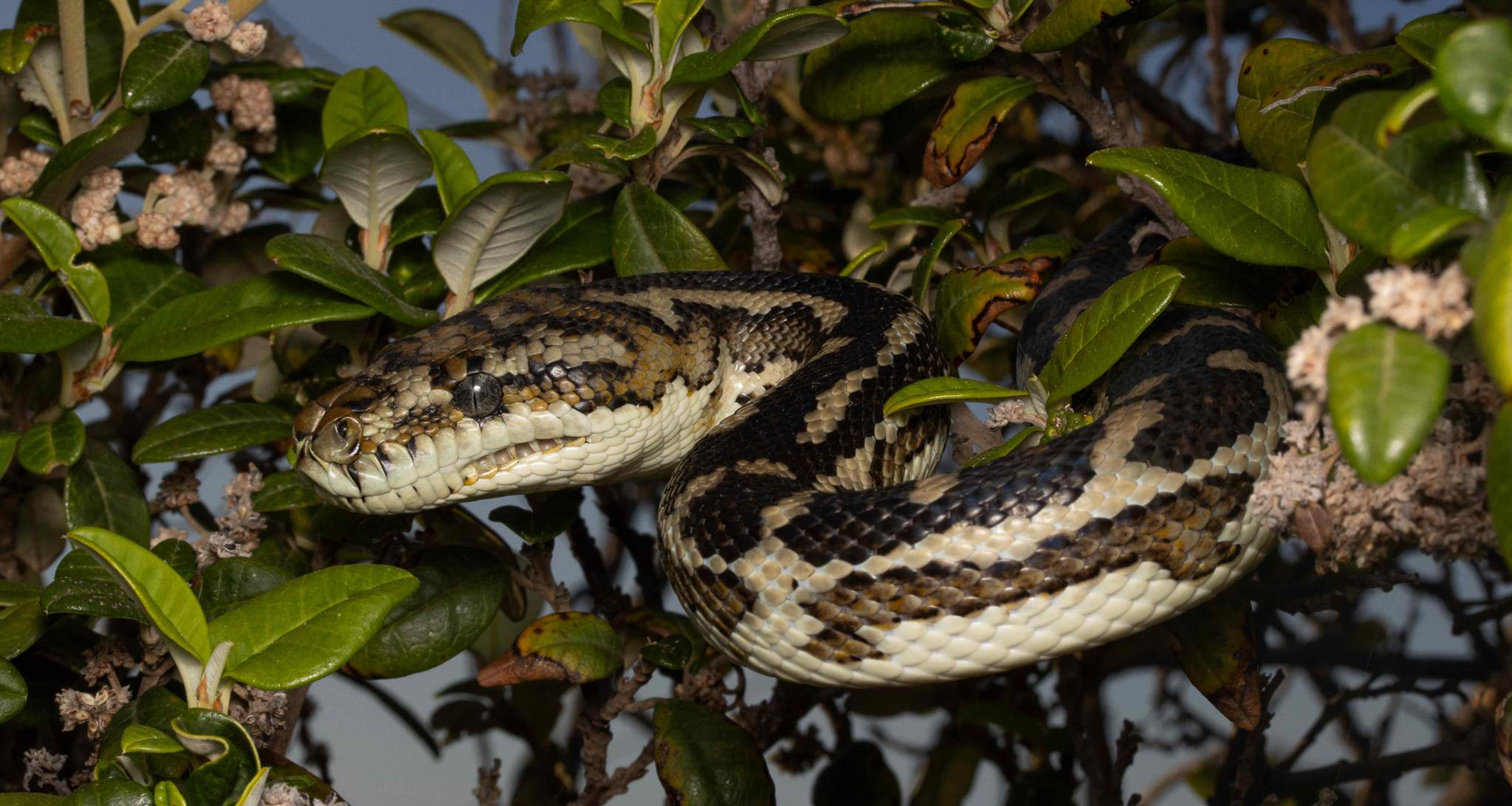 Licensing illustration photo #1